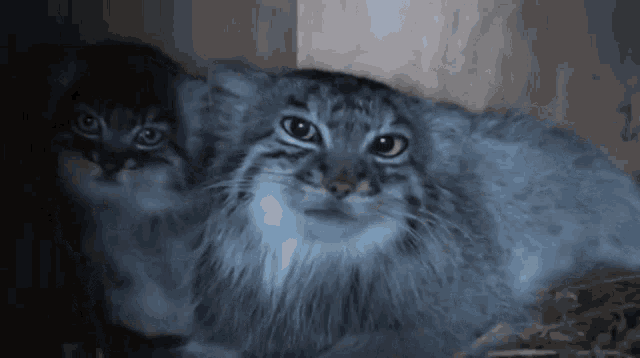 Goobis Manul GIF - Goobis Manul Cat GIFs