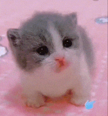 a gray and white kitten is sitting on a pink blanket with its mouth open .
