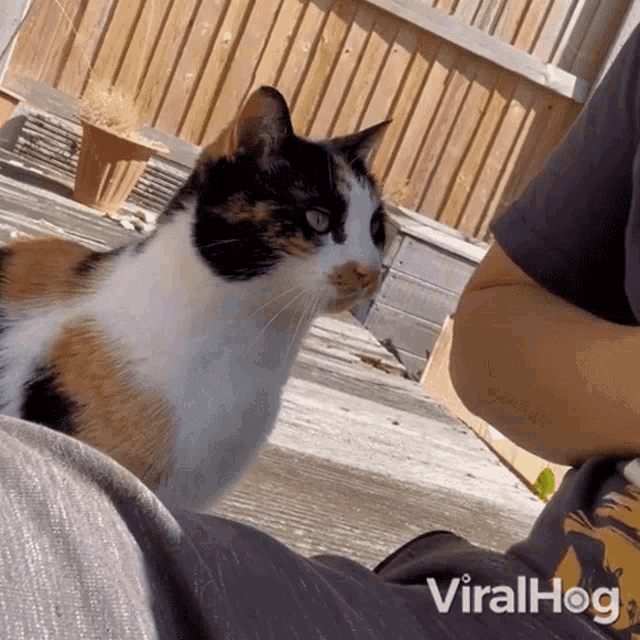 a calico cat is sitting on a person 's lap and looking at the camera with a viralhog logo in the corner