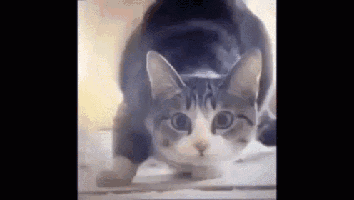 a gray and white cat is looking at the camera while standing on its hind legs .