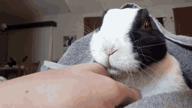 Pipkin Rabbit GIF - Pipkin Rabbit Pipkin Rabbit GIFs