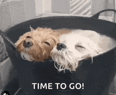 two dogs are taking a bath in a pot of water with the words time to go above them .