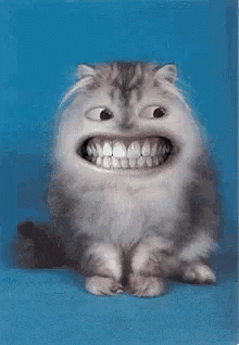 Cat Smiling GIF - Cat Smiling Awkward Smile GIFs