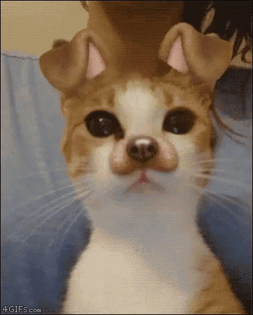 Cat Snap Chat GIF - Cat Snap Chat Filter GIFs