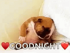 Goodnight Puppy GIF - Goodnight Puppy Sleepy GIFs