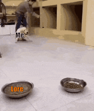 a dog is running towards a bowl of food while a man stands behind it .