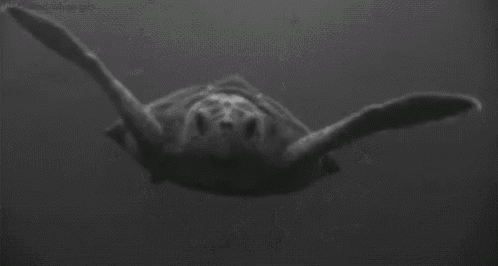 a sea turtle is swimming in the ocean in a black and white photo .