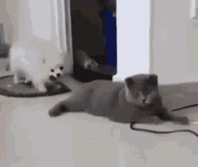 Cat Dog Cat Dog Play GIF - Cat Dog Cat Dog Play Cat Play GIFs