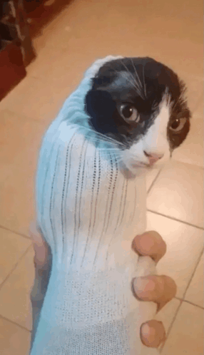 Cat In A Sock Meme - Cat in a sock - Discover & Share GIFs