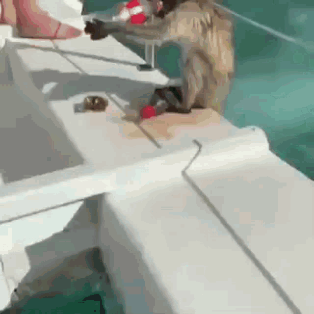 Monkey Boat GIF - Monkey Boat Coca Cola GIFs