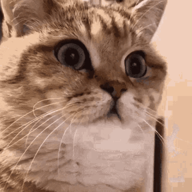 a close up of a cat 's face looking at the camera