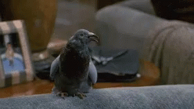 Dr Do Little Pigeon GIF - Dr Do Little Pigeon Bluejay GIFs