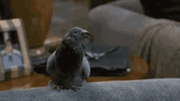 Dr Do Little Pigeon GIF