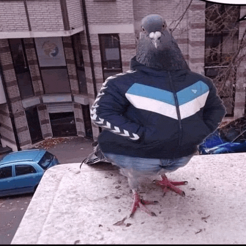 a pigeon wearing a jacket is sitting on top of a building .