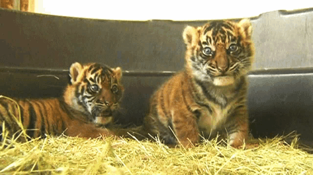 two tiger cubs are sitting in a pile of hay and looking at the camera