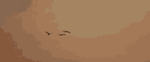 a flock of birds are flying in a row in the sky at sunset .