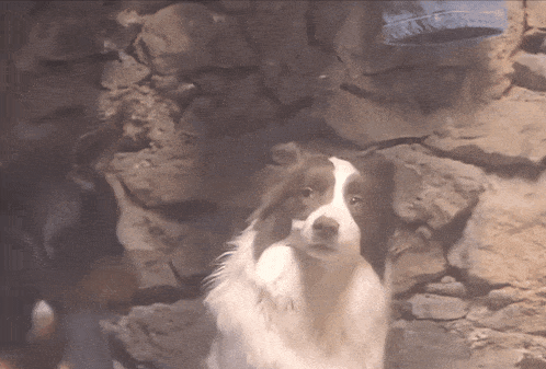 a brown and white dog in front of a stone wall