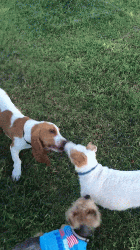 Dogs Playing Around GIF - Dogs Playing Around Cute GIFs