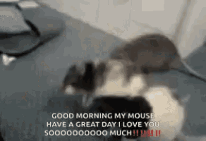 a cat and a mouse are laying on a bed and the mouse says good morning my mouse have a great day i love you