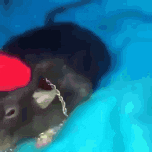 a close up of a person swimming in a pool with a red hat on