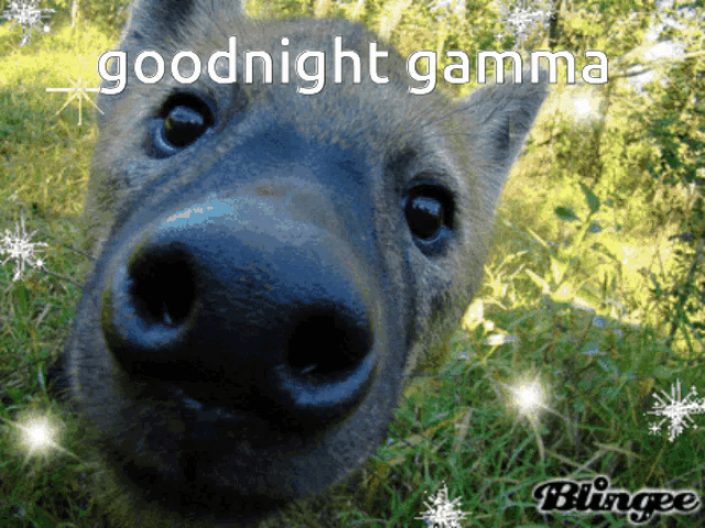 Gamma Hyena Gamma GIF - Gamma Hyena Gamma Goodnight Gamma GIFs