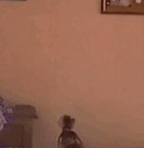 119zs Cats GIF - 119zs Cats GIFs