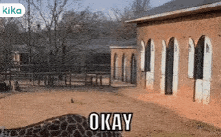 a giraffe is laying down in front of a building that says okay on it
