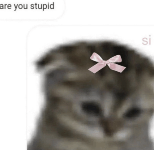 Are You Stupid Cat GIF