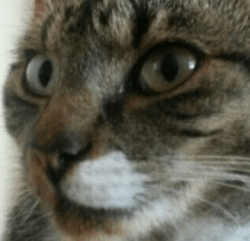 Curious Shocked GIF - Curious Shocked Cat GIFs
