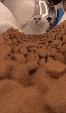 a white cat is looking down at a pile of cat food