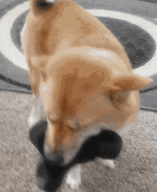 Shiba Inu Cute Dog Doge GIF - Shiba Inu Cute Dog Doge Doggo GIFs