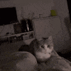 a close up of a cat 's face looking at the camera