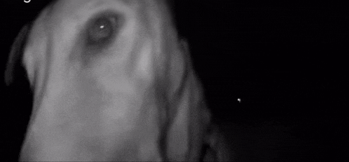 a black and white photo of a dog looking at the camera