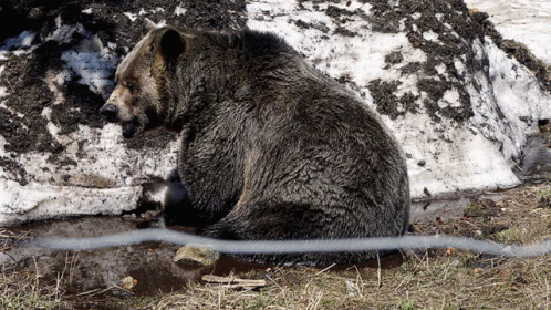 Grizzly Bear Bear GIF - Grizzly Bear Bear Bears GIFs