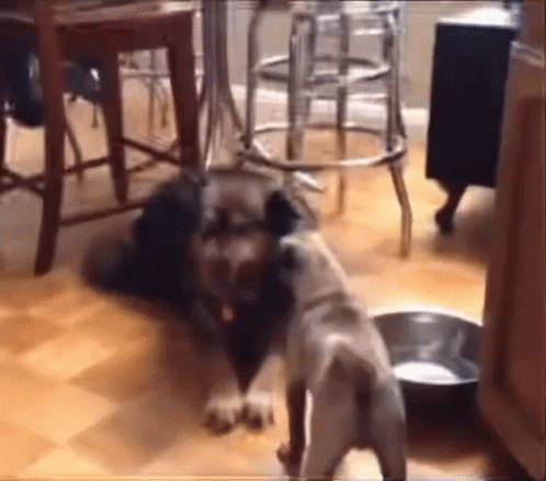 Dog Pug Scares Scared Spins GIF - Dog Pug Scares Scared Spins GIFs