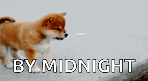 a shiba inu puppy is walking down a street with the words `` by midnight '' written on the ground .