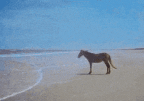 a cow standing on a beach in the water