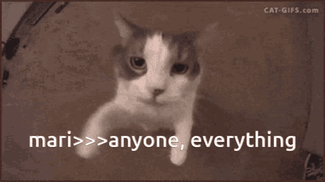 a cat with the words mari > anyone everything written on the bottom