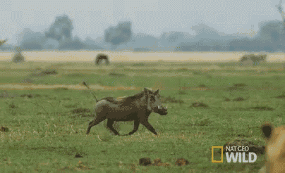 a warthog is running in a field with a lion in the background .