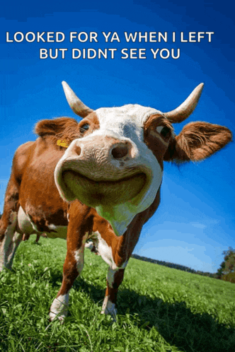 a brown and white cow standing in a grassy field with a caption that says looked for ya