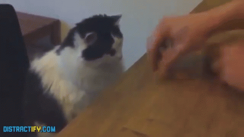 Find It Kitty GIF - Guessing Game Fluffy Games GIFs