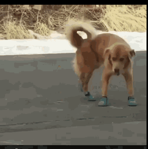 Dog Shoes GIF - Dog Shoes GIFs