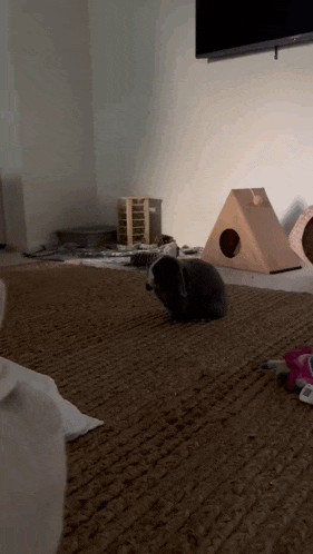 a rabbit is sitting on a carpet in a room