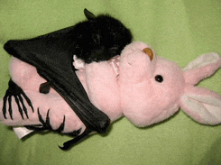a bat is sleeping on top of a pink stuffed bunny