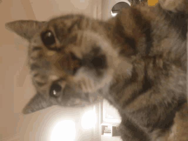a close up of a cat 's face with a white background