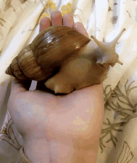 a person holding a snail in their hand with a floral curtain in the background