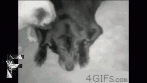 Dog Humps Head GIF - Hump Dog GIFs