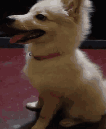 Dog Puppy GIF - Dog Puppy Pet GIFs