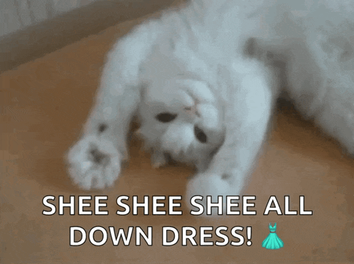 a white cat laying on its back with the words shee shee shee all down dress above it
