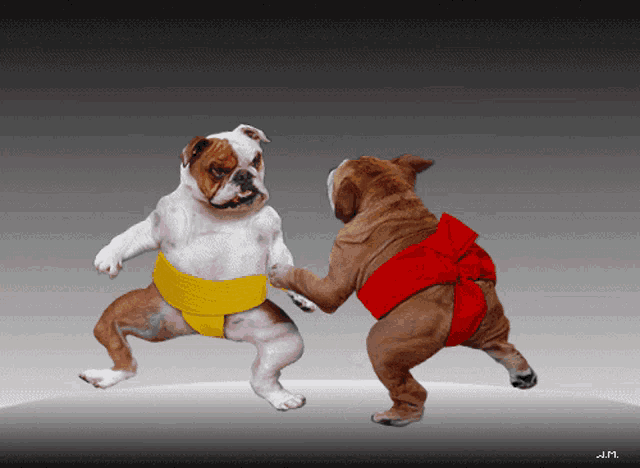 a picture of two dogs dressed as sumo wrestlers by j.p.m.
